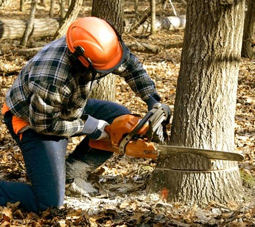 Tree Removal in Windsor, CT